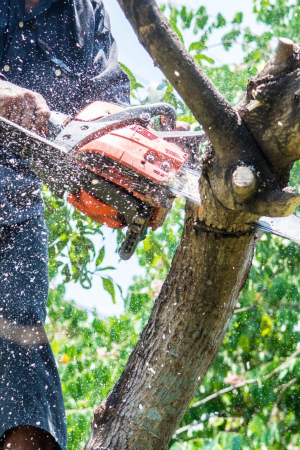 man uses chainsaw cut the tree