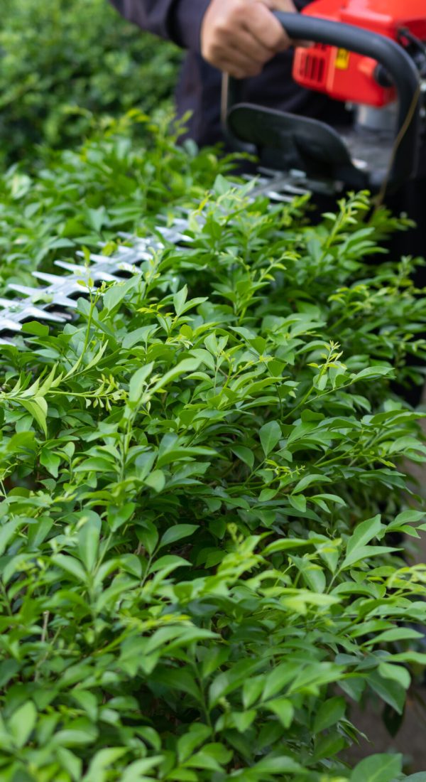 Home and garden concept. Hedge trimmer in action. Bush trimming work. Shrubs pruning. Gardening and cutting activities.