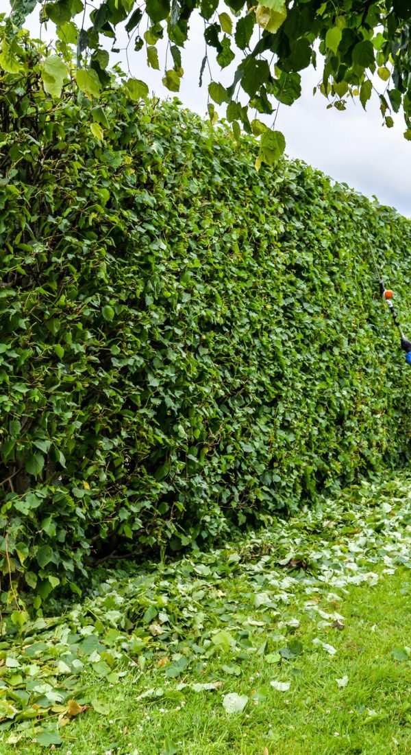 Man is cutting hedge in the park. Professional gardener in a uniform cuts bushes with clippers. Pruning garden trees. Worker trimming and landscaping green bushes. Hard work in the garden. Clipper.