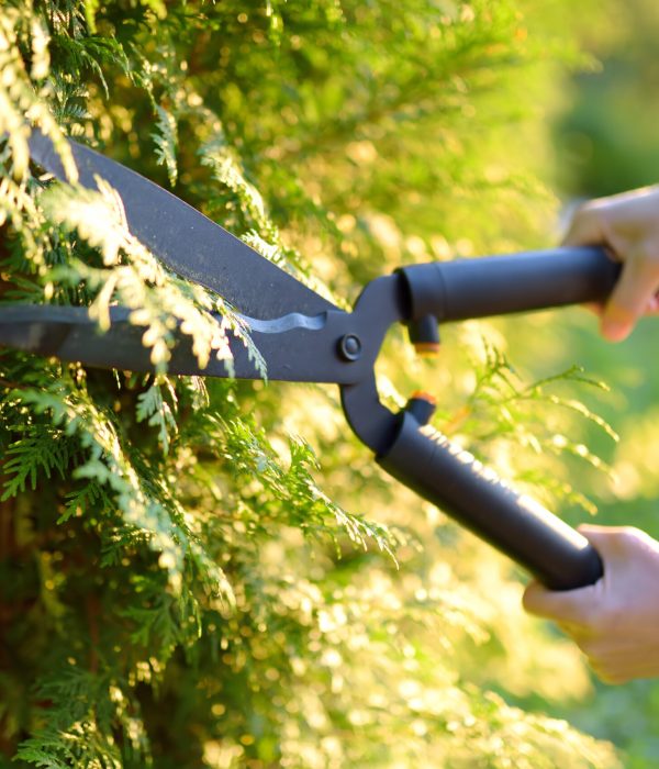Close up of female gardener hands. Woman trimming thuja hedge in domestic garden on sunny summer day. Landscape design. Seasonal work in a yard. Gardening